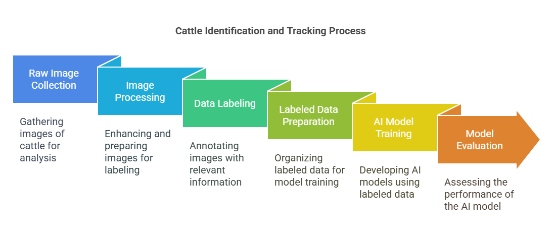 Cattle Identification Tracking process